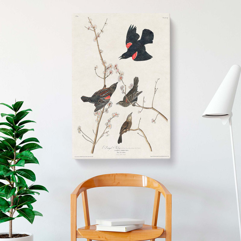 Starling by John Audubon - Wrapped Canvas, 60cm H x 40cm W x 3cm D