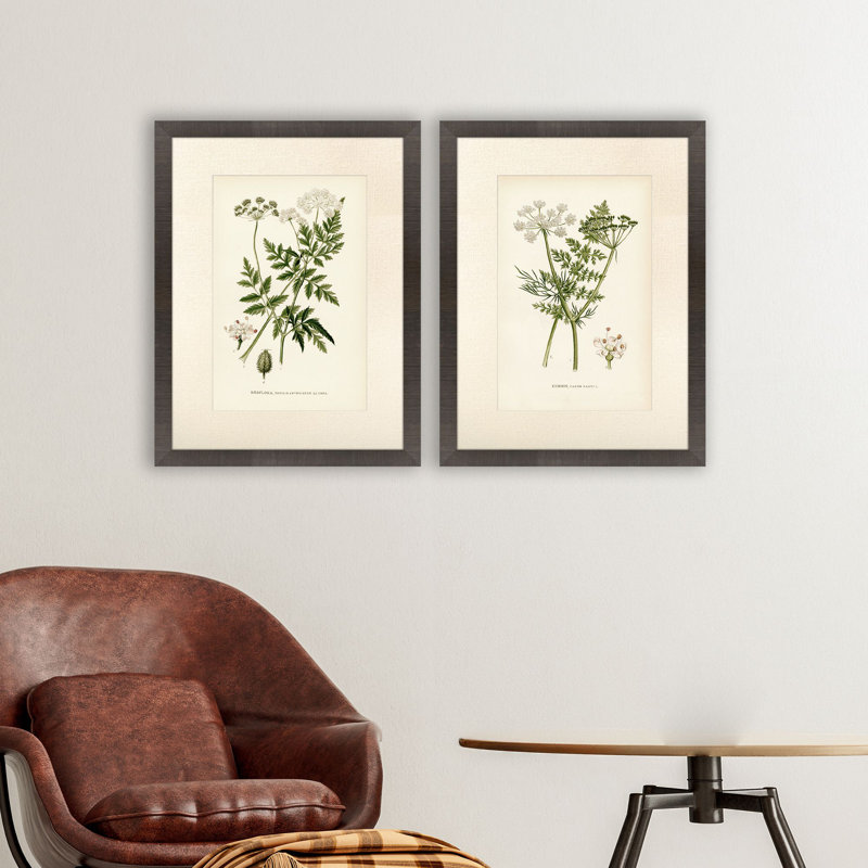 Queen's Lace II S/2