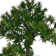 Panama Floor Yacca Tree in Planter