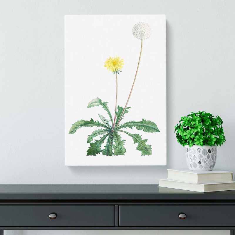Blooming Dandelion by Pierre-Joseph Redoute - Wrapped Canvas, 60cm H x 40cm W x 3cm D