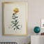 Toile encadrée de qualité supérieure Traditional Botanical III - prête à être accrochée-1366615111-1366615105