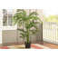 Areca Palm Tree in Pot-422536490
