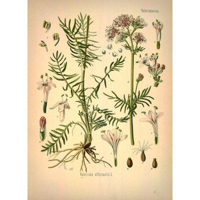 Botanical 67