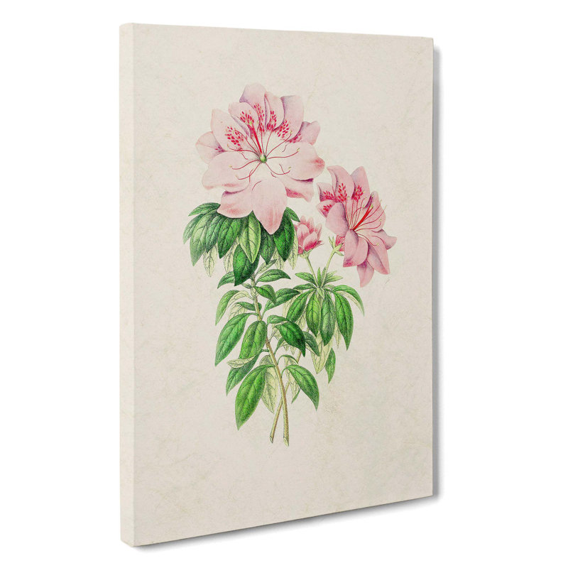 Pink Queen Victoria Azalea Illustration - Wrapped Canvas Painting Print, 60cm H x 40cm W x 3cm D