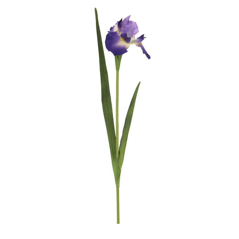 Iris-31 Inches Box Of 12, Purple
