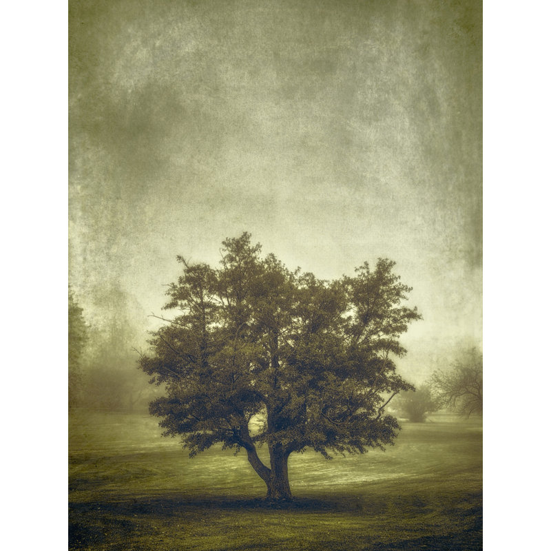 Tree In The Fog 2 Print, 21.25" H x 17.25" W