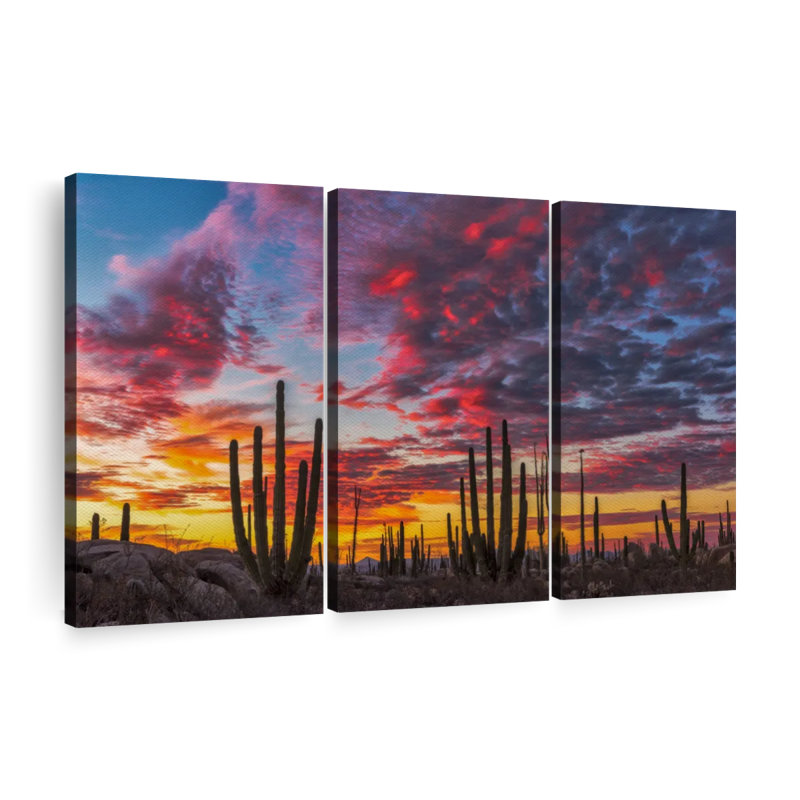 Nature " Baja California Cactus Forest Canvas Print " 3 - Pieces, 57" H x 36" W
