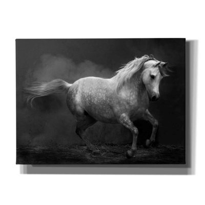 «Morocco barb» par Susan Friedman,