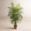 Areca Palm Tree in Pot-422536490