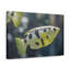 No Frame Print on Canvas