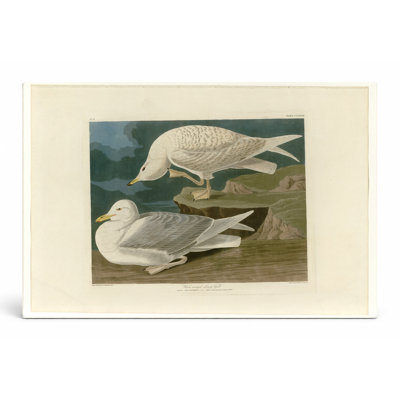 Goéland argenté à ailes blanches, plaque 282 - paysage, art mural sur toile