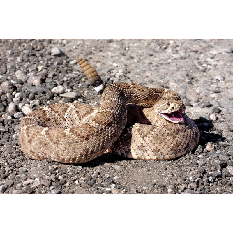 Crotale de l'Ouest (Crotale Atrox), H 20 po x l 30 po x P 1,25 po