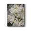 Pour les roses - reproduction sur toile tendue-681936525