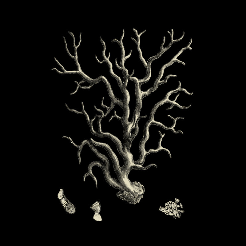 «Black and Tan Coral I», impression sur toile, H 12 po x l 12 po