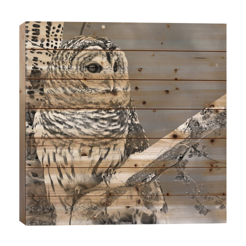 " White Owl " by PhotoINC Studio