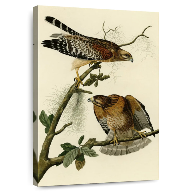 Brampt Red-Shouldered Hawk From Birds Of America, 45" H x 30" W