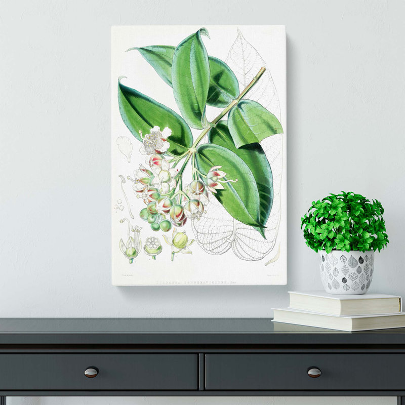 Illustrations Of Himalayan Plants by W. H. Fitch - Wrapped Canvas Painting, 50cm H x 35cm W x 3cm D
