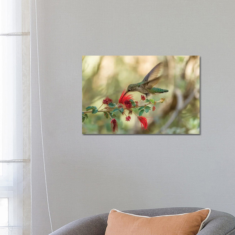 USA, Arizona, Desert Botanic Garden. Hummingbird feeding on bottlebrush flower. 1 Piece Wrapped Canvas Wall Art