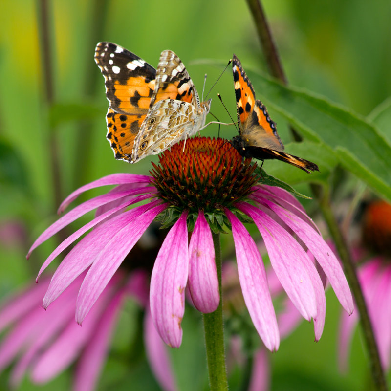 «Onarga Butterflies On Canvas» par Xody, photographie, H 12 po x l 12 po