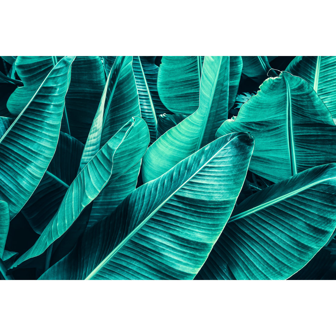 Leinwandbild Tropical Banana Palm Leaf