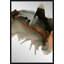 Icelandic Rivers IV Print-1691595088