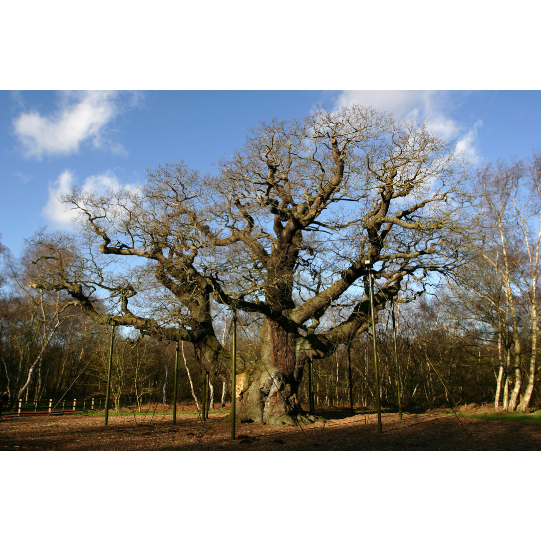 The Major Oak Tree von Mikeuk - Kunstdrucke auf Leinwand ohne Rahmen