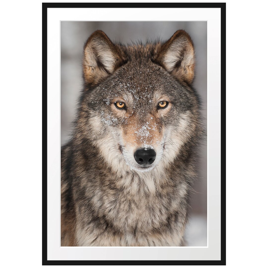 Gerahmtes Poster Wachsamer Wolf