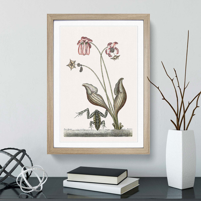 Water Frog by Mark Catesby - Picture Frame Art Print, Oak, 76cm H x 50cm W x 2cm D