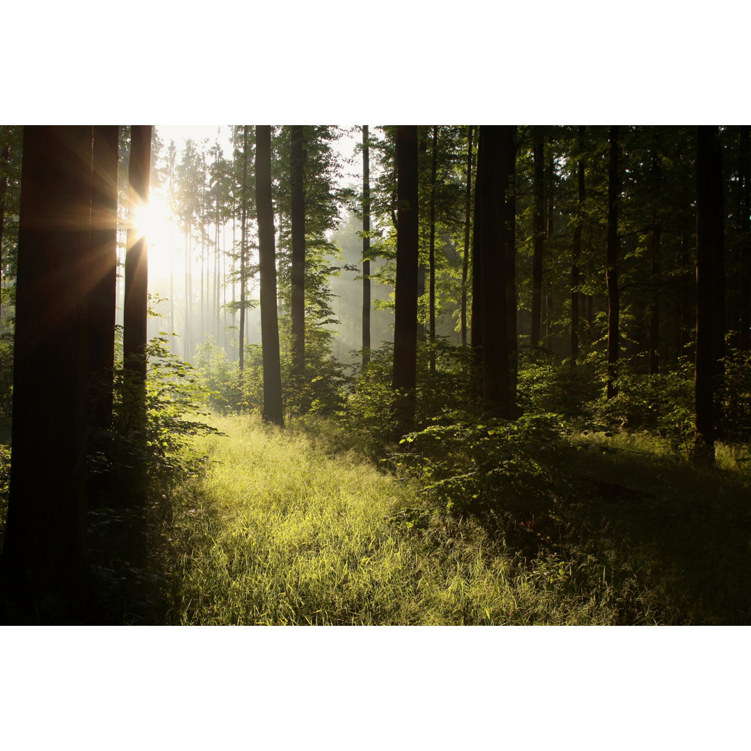 Nebliger Frühlingswald von Aniszewski - Kunstdrucke auf Leinwand