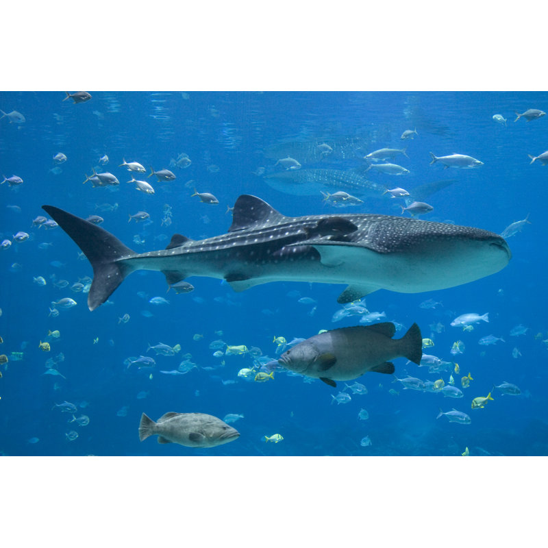 Lots Of Fishes by Lingbeek - Wrapped Canvas Print, 30cm H x 46cm W x 3.8cm D