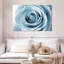 Hardie rose blanc nacré-107528576