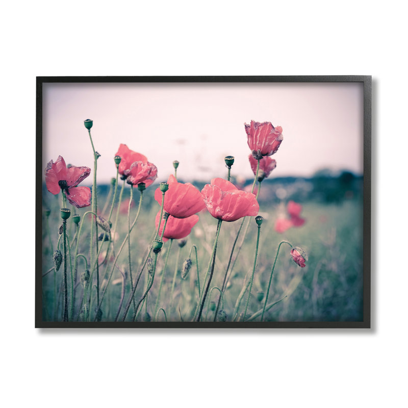 Champ de coquelicots d'automne - photographie, H 24 po x l 30 po, Giclée encadrée noir minuit