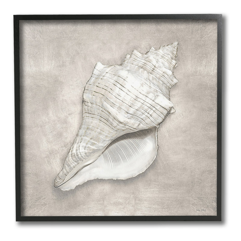 «Rustic Gray Conch Shell», estampe numérique par Amber Sterling, Giclée encadrée noir minuit, H 12 po x l 12 po