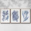 Seaweed Under Water I, ensemble de 3 toiles encadrées sur toile-97710867-97710869