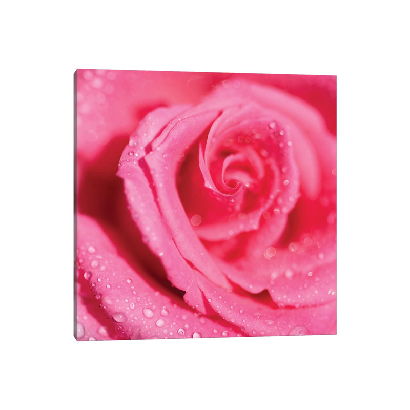 Rose And Raindrops - Wrapped Canvas Print, 30.48 cm H x 30.48 cm W