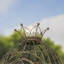 Chariot majestueux en fer avec couronne-59378205