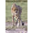 Stalking Cheetah by WLDavies - Wrapped Canvas Print-1203608421