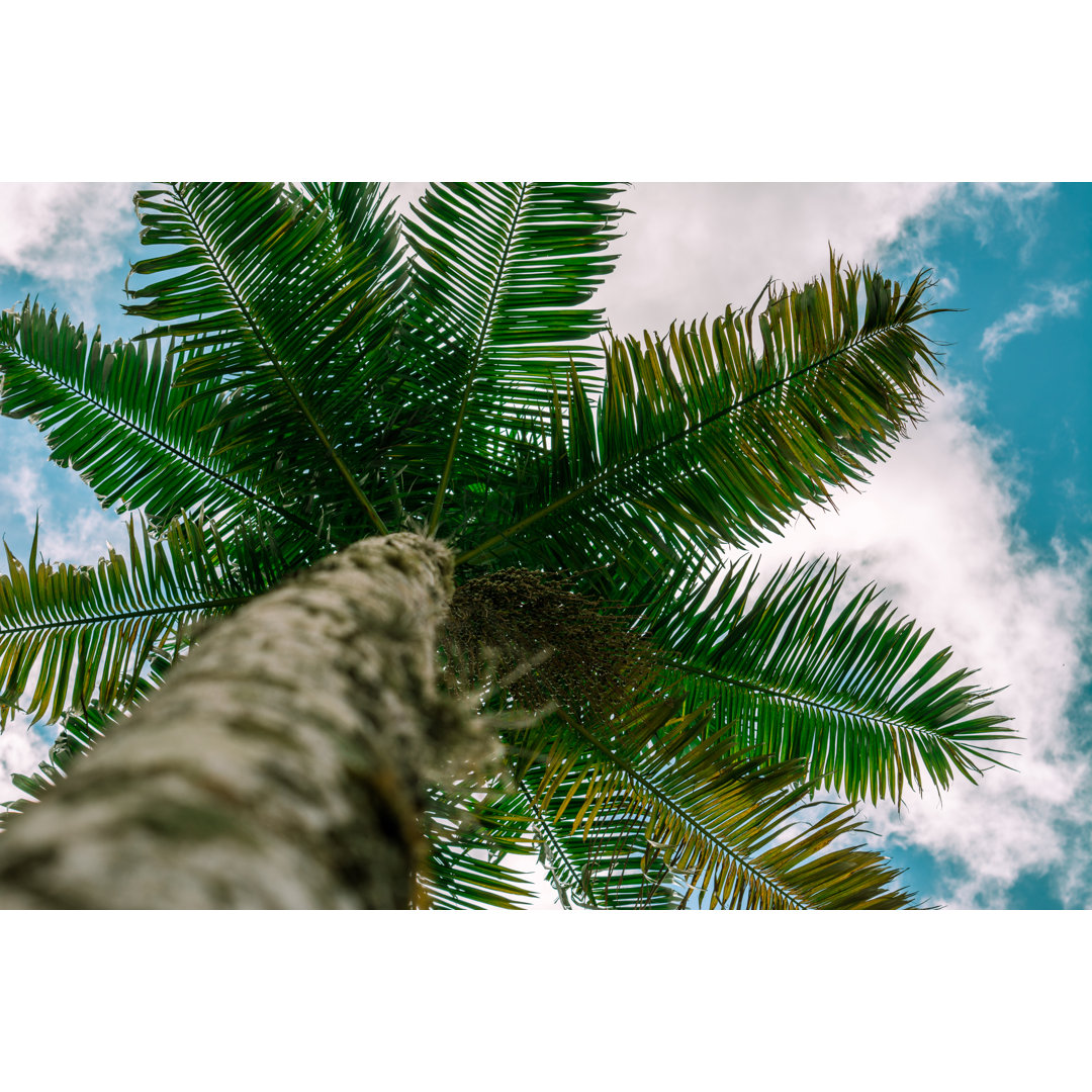 Acai Tree von Luizcosta - Kunstdrucke auf Leinwand