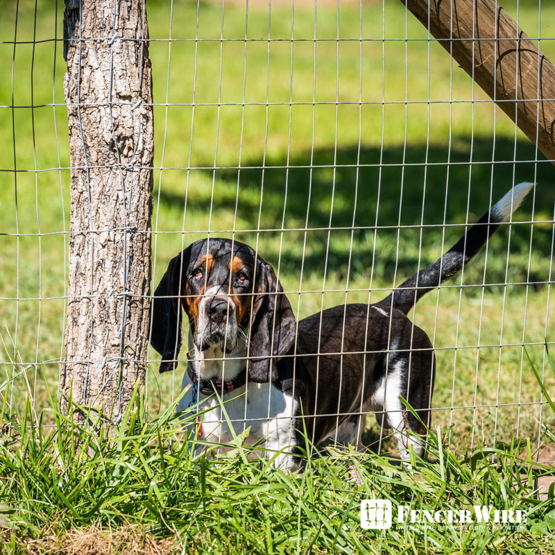 Fencer Wire 12.5 Gauge Galvanized Welded Fence Wire Roll with Mesh Size 2” x 4”, Multiple Options, 5 ft x 100 ft