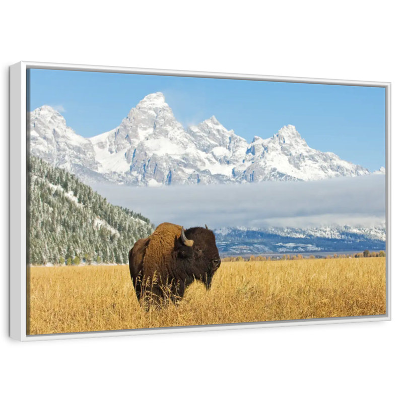 Grand Teton Bison Bull, Cadre flottant blanc, 37 po x 25 po