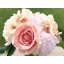 Silk Arrangement in Vase-1238518125