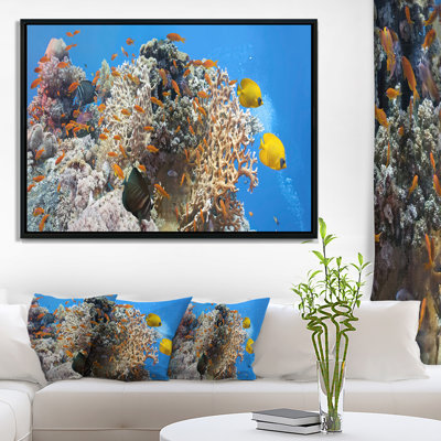 " Coral Scene Panorama "