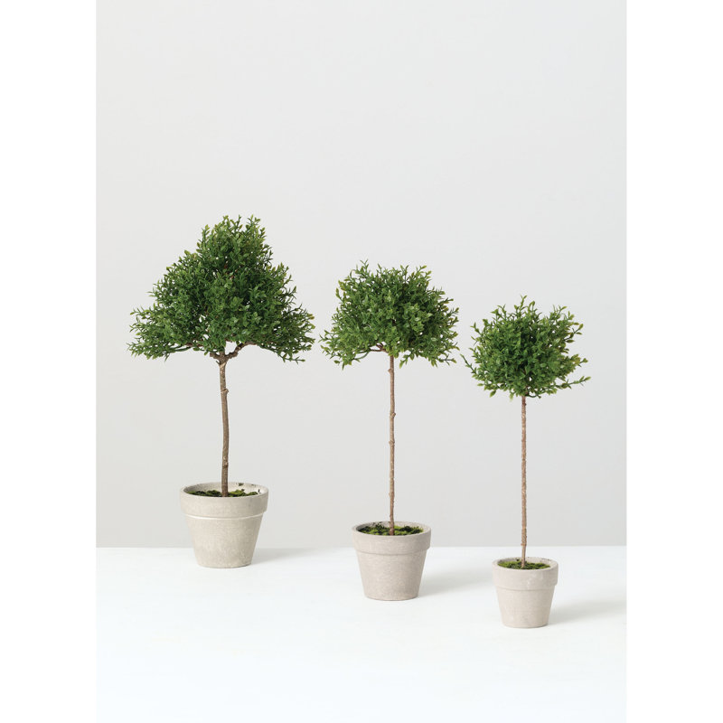 Ensemble de 3 topiaires de feuilles de thé en pot