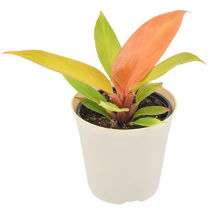 4" Philodendron Prince of Orange