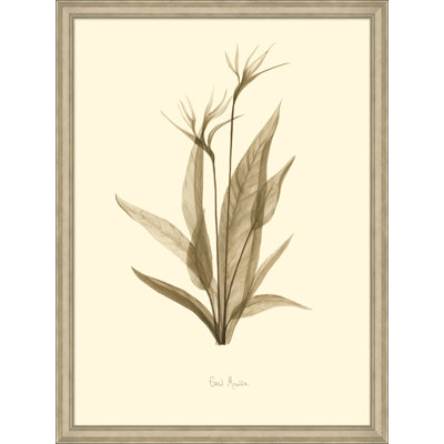 Cahaba Lily Painting