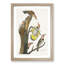 Golden-Winged Woodpecker by John James Audubon - Picture Frame Art Print-55608581-55608576