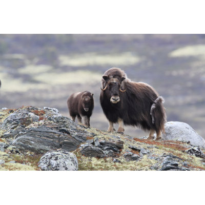 " Musk Ox " by Frank Fichtmã¼Ller