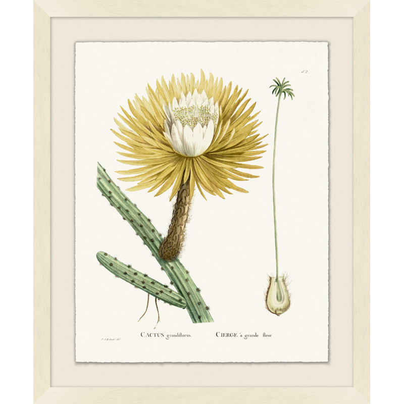 Blooming Cacti 8 Print by Nathan Turner
