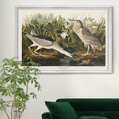 " Night Heron "