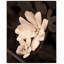 Sanguinaria Blossom